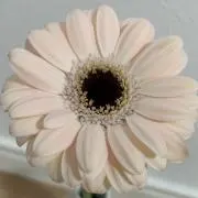 a__sの画像