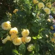 soraの画像