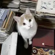 プロフ必読の画像