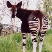 おかぴの画像