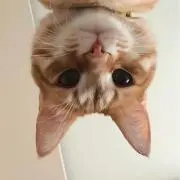Candywenの画像