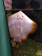 天道虫