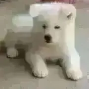 Anneの画像