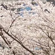 さくらの画像
