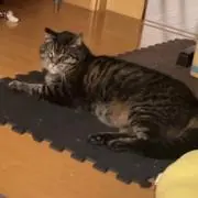 ニート