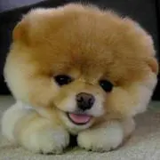 Boo