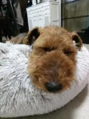 しーぶーの画像