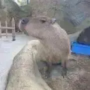KS (購入前にプロフ確認お願いします)の画像