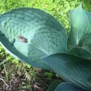 みにょん【即日～翌日発送】の画像