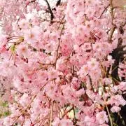 ちゃー♪お願い！プロフ必読♪