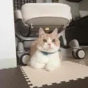 ふわふ