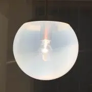 Shiiitaの画像