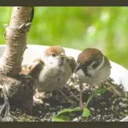 スズメ