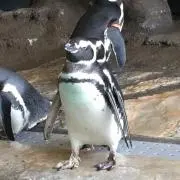 おまる