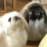 本日よりSALE価格！お早目に❗️の画像