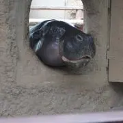Zmanの画像