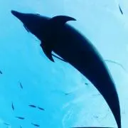 IPの画像
