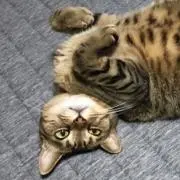 みりんの画像