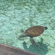 tasoの画像