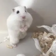 Grappaの画像