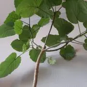 Mitoの画像