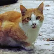 ねこ 【 次回発送日 8/7 】の画像