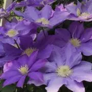 arashiyamaの画像