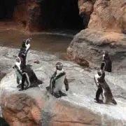 つなおの画像