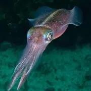 タコ