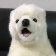 シロの画像