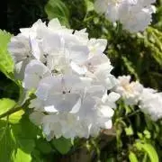 ちび