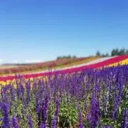 サリーの画像