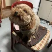 チビの画像
