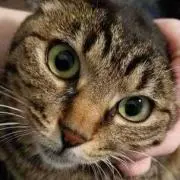 むーた