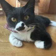ごま