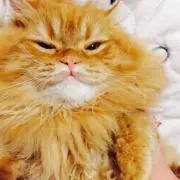 ゆ