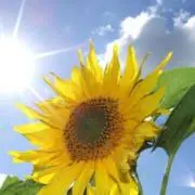 らん