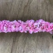 kohalohaの画像