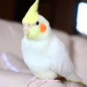 ジェラルトの画像