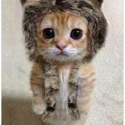 ★ねこちゃん★