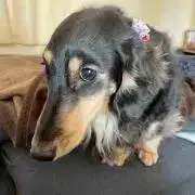 ボンちゃんの画像