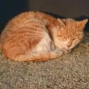 みかん