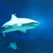 こーた