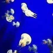 古着Wanyの画像