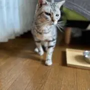 nemu.nemu 保護猫支援の画像