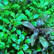 たけ。水草屋 プロフ購入前に確認くださいの画像