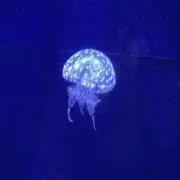 ラムネの画像