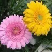 ふらわー❀の画像