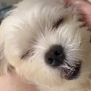 はなこの画像