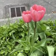 チューリップ